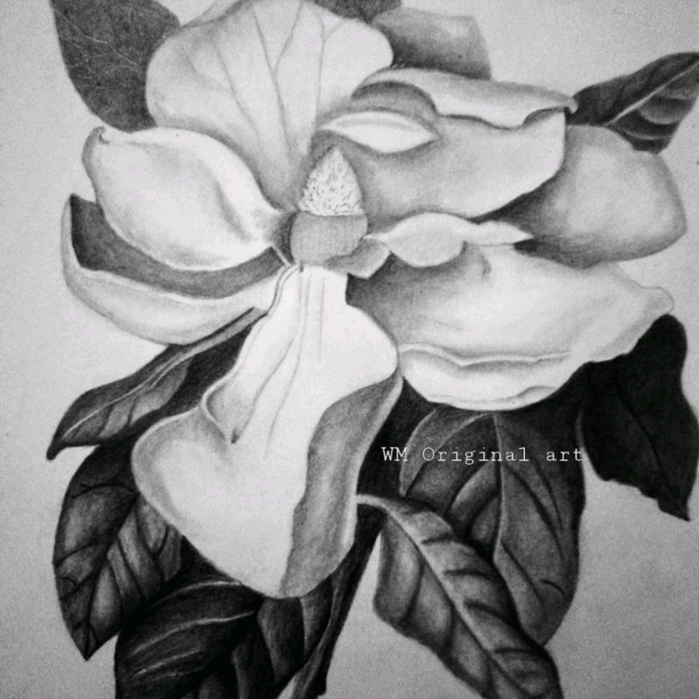 8x10  Magnolia Sketch Print